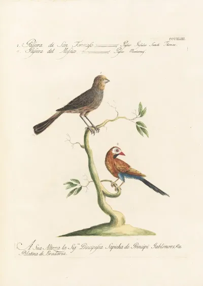 Ornithologia Methodice Digesta Pl 325