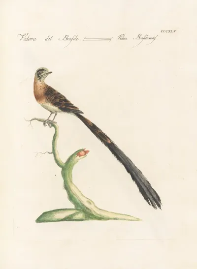 Ornithologia Methodice Digesta Pl 327