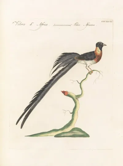 Ornithologia Methodice Digesta Pl 329
