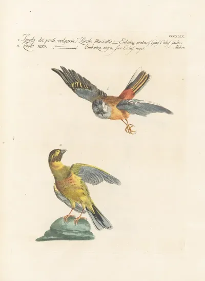 Ornithologia Methodice Digesta Pl 331