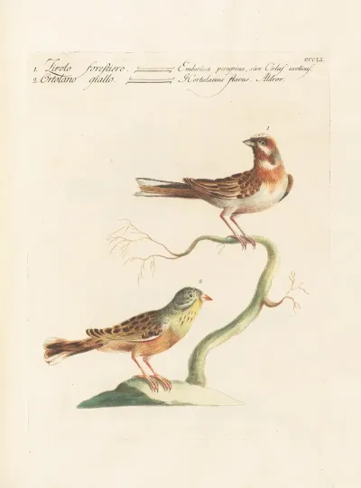 Ornithologia Methodice Digesta Pl 333