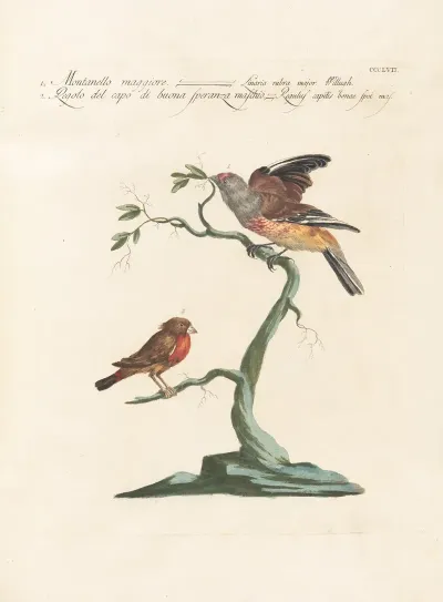 Ornithologia Methodice Digesta Pl 339