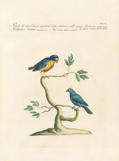 Ornithologia Methodice Digesta Pl 341