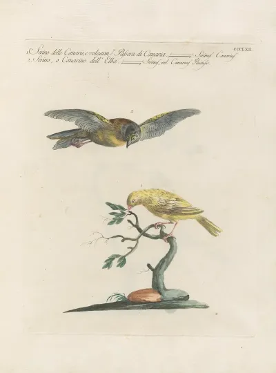 Ornithologia Methodice Digesta Pl 344