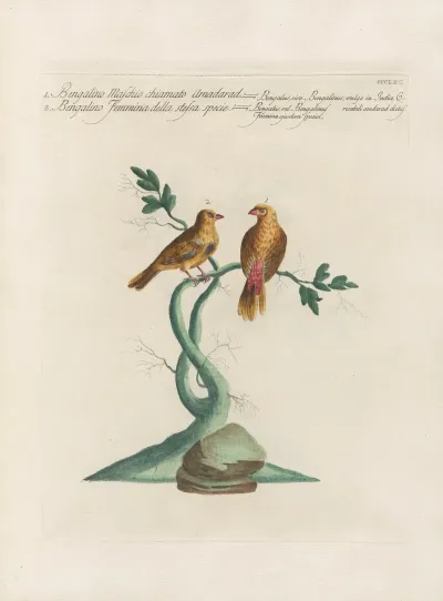 Ornithologia Methodice Digesta Pl 347