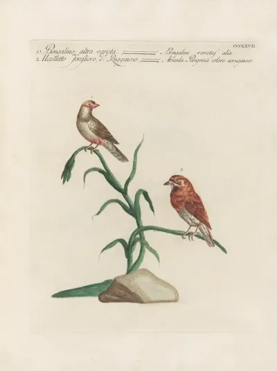 Ornithologia Methodice Digesta Pl 349