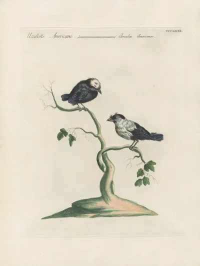Ornithologia Methodice Digesta Pl 353