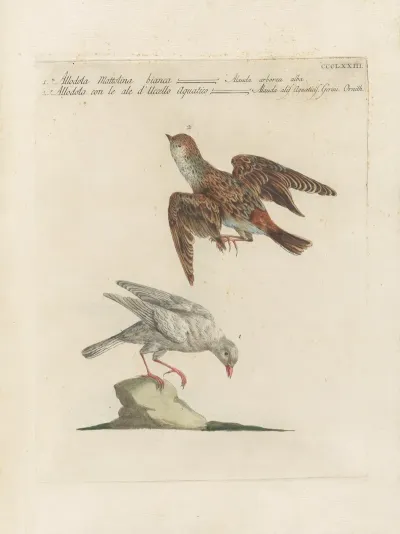 Ornithologia Methodice Digesta Pl 355