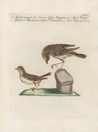 Ornithologia Methodice Digesta Pl 357