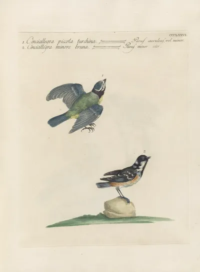 Ornithologia Methodice Digesta Pl 358