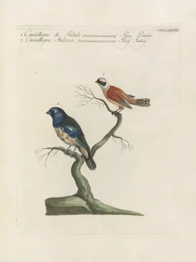Ornithologia Methodice Digesta Pl 360