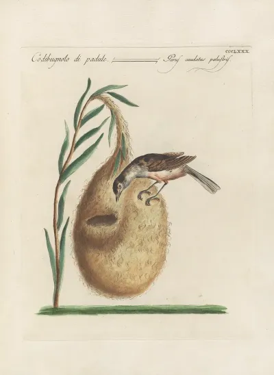 Ornithologia Methodice Digesta Pl 362