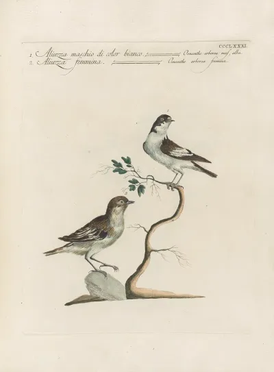 Ornithologia Methodice Digesta Pl 363