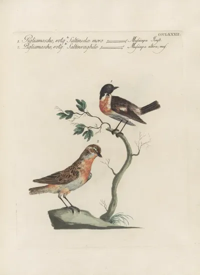 Ornithologia Methodice Digesta Pl 364