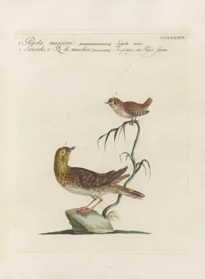 Ornithologia Methodice Digesta Pl 371