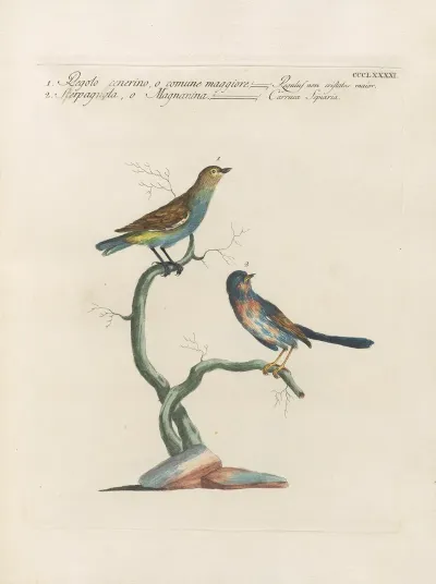 Ornithologia Methodice Digesta Pl 373