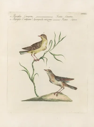 Ornithologia Methodice Digesta Pl 374