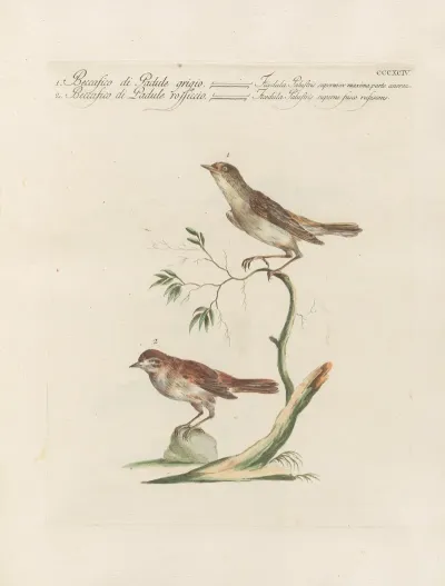 Ornithologia Methodice Digesta Pl 376