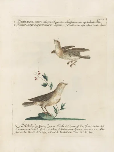 Ornithologia Methodice Digesta Pl 377