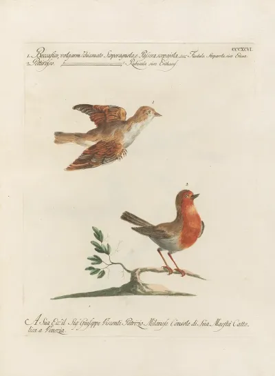 Ornithologia Methodice Digesta Pl 378