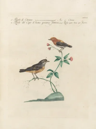 Ornithologia Methodice Digesta Pl 383