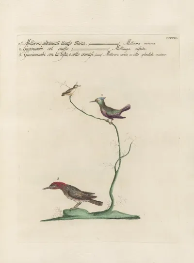 Ornithologia Methodice Digesta Pl 384
