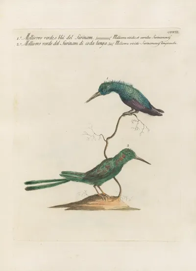 Ornithologia Methodice Digesta Pl 385