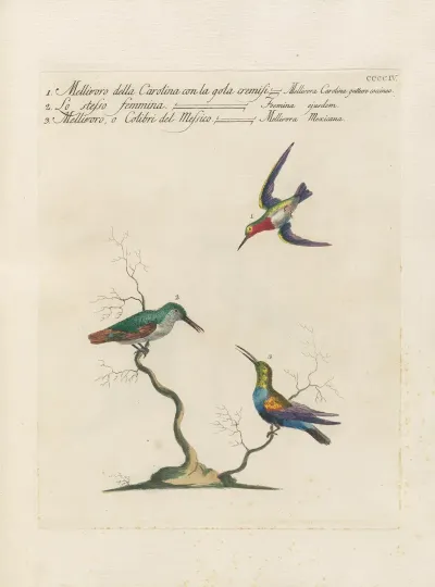 Ornithologia Methodice Digesta Pl 386