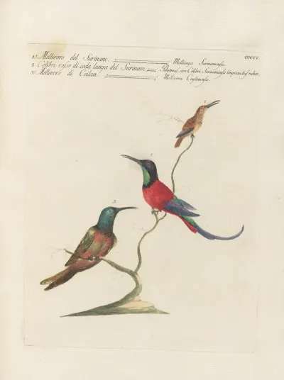 Ornithologia Methodice Digesta Pl 387