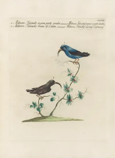 Ornithologia Methodice Digesta Pl 389
