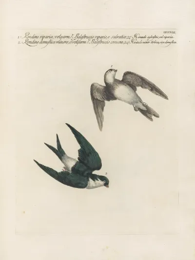 Ornithologia Methodice Digesta Pl 390