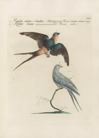 Ornithologia Methodice Digesta Pl 392