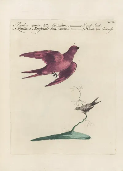 Ornithologia Methodice Digesta Pl 393