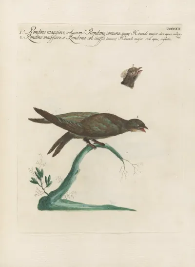 Ornithologia Methodice Digesta Pl 394