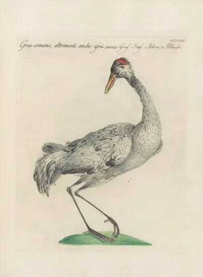 Ornithologia Methodice Digesta Pl 397