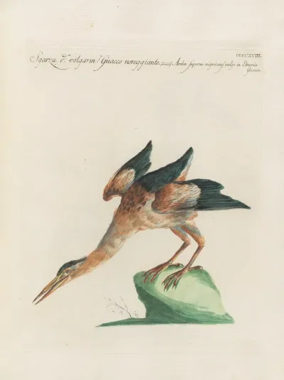 Ornithologia Methodice Digesta Pl 400