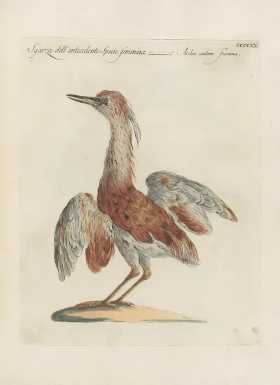 Ornithologia Methodice Digesta Pl 402