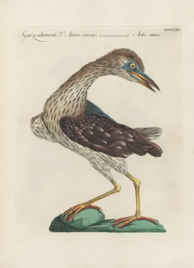 Ornithologia Methodice Digesta Pl 403