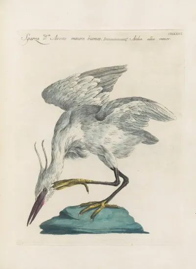 Ornithologia Methodice Digesta Pl 405