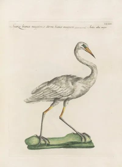 Ornithologia Methodice Digesta Pl 407