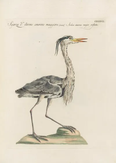 Ornithologia Methodice Digesta Pl 409
