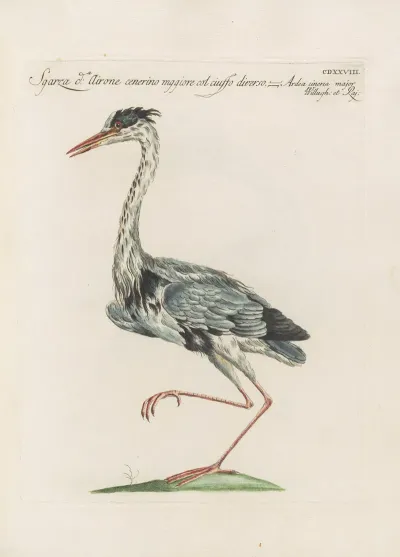 Ornithologia Methodice Digesta Pl 410