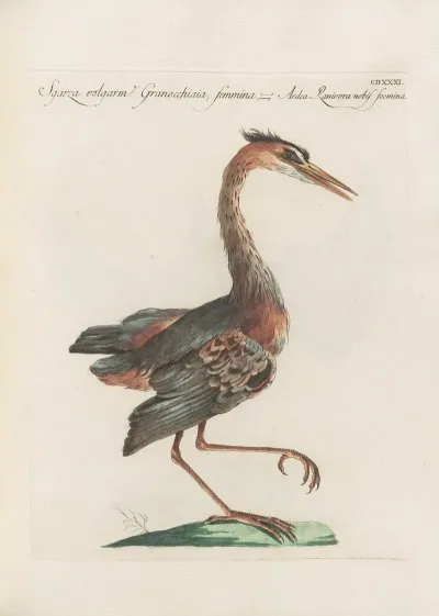 Ornithologia Methodice Digesta Pl 413