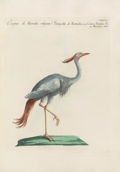 Ornithologia Methodice Digesta Pl 417
