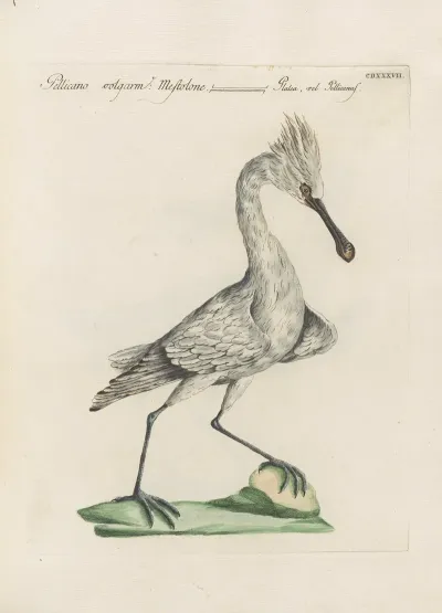 Ornithologia Methodice Digesta Pl 419