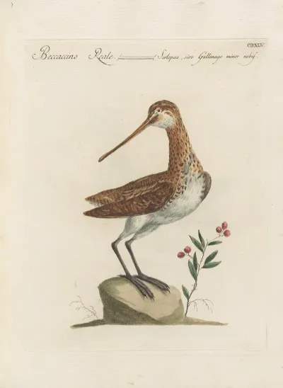 Ornithologia Methodice Digesta Pl 427