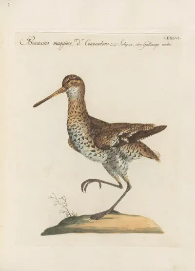 Ornithologia Methodice Digesta Pl 428