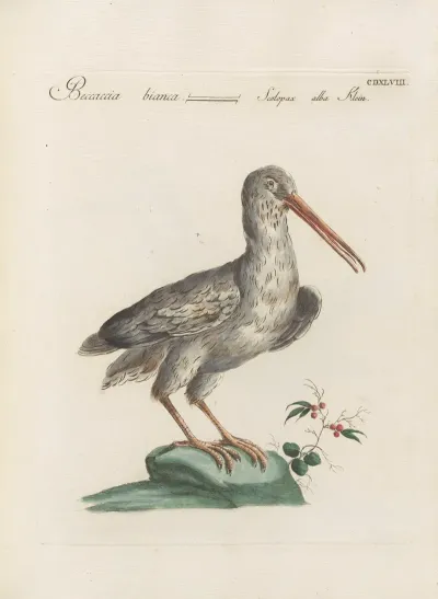 Ornithologia Methodice Digesta Pl 430