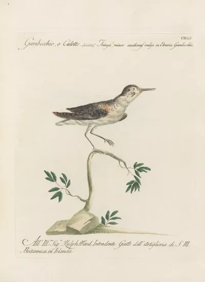 Ornithologia Methodice Digesta Pl 434