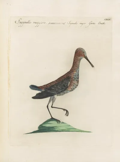 Ornithologia Methodice Digesta Pl 437